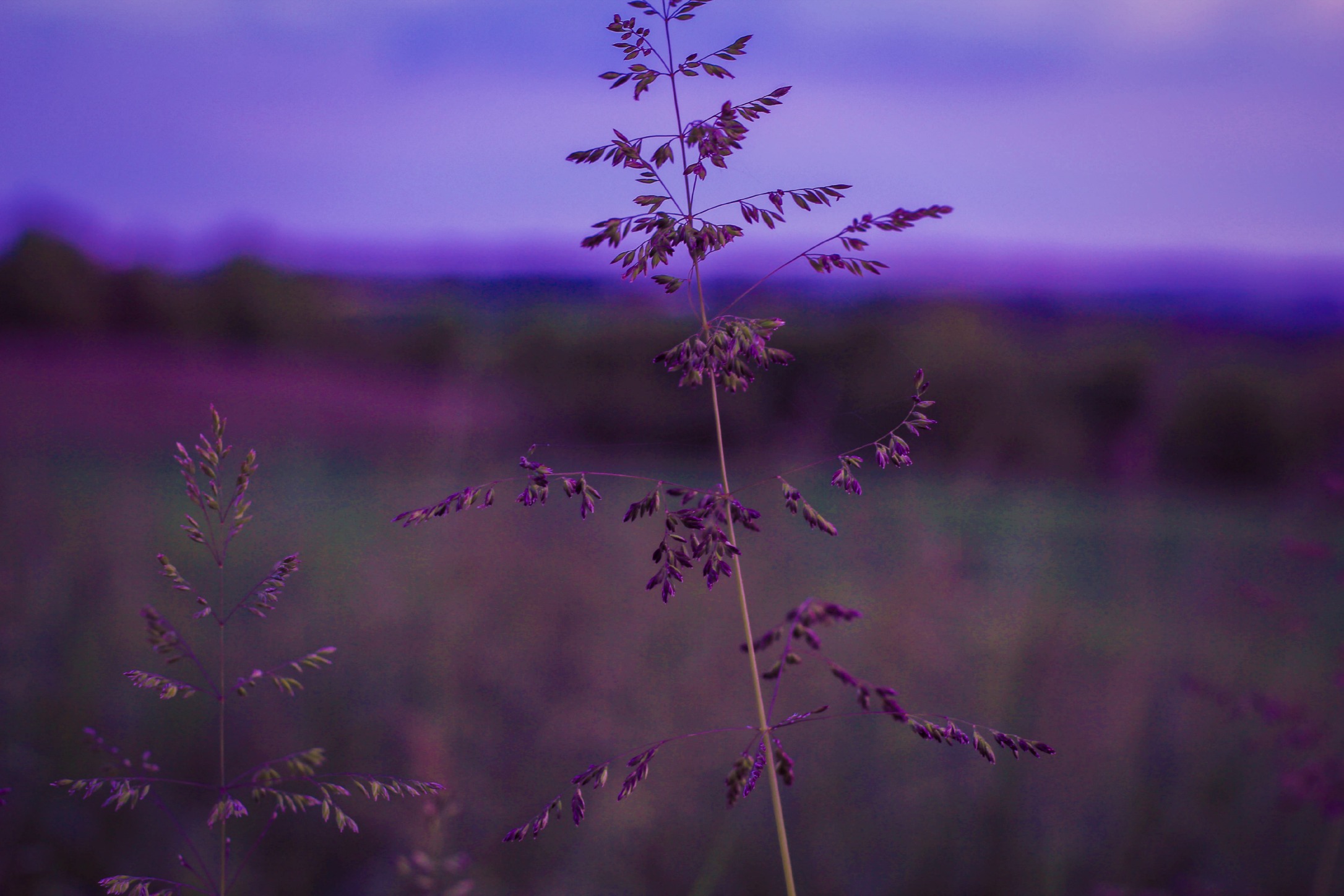 Wallpapers Nature Flowers 