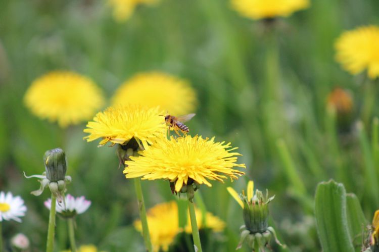 Fonds d'cran Animaux Insectes - Abeilles Gupes ... Wallpaper N374646