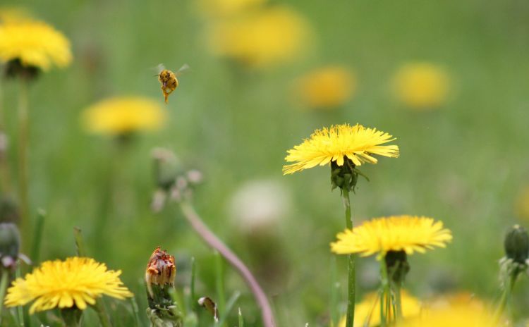 Fonds d'cran Animaux Insectes - Abeilles Gupes ... Wallpaper N374647