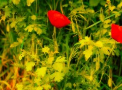  Nature coquelicot