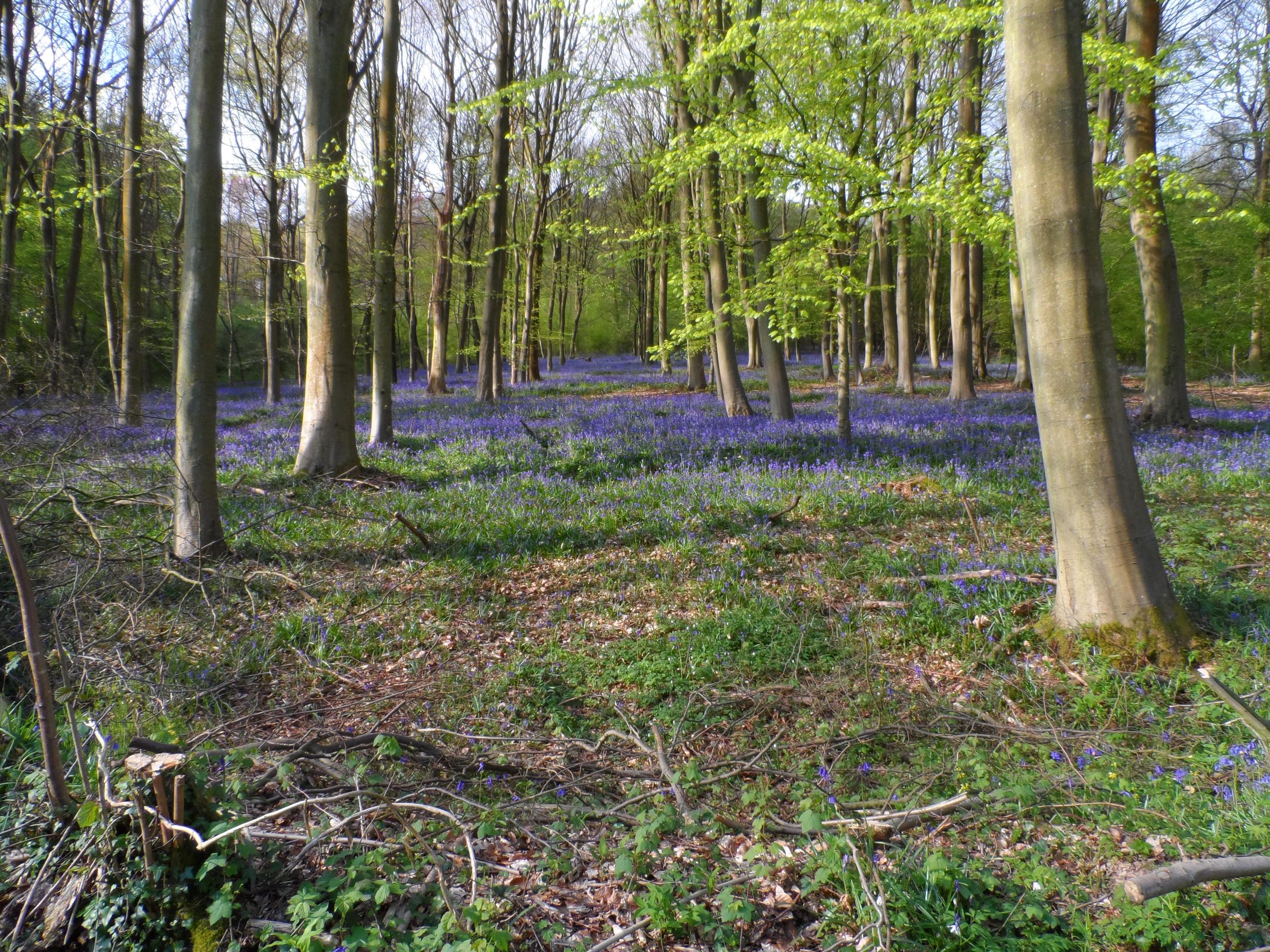 Fonds d'cran Nature Arbres - Forts 