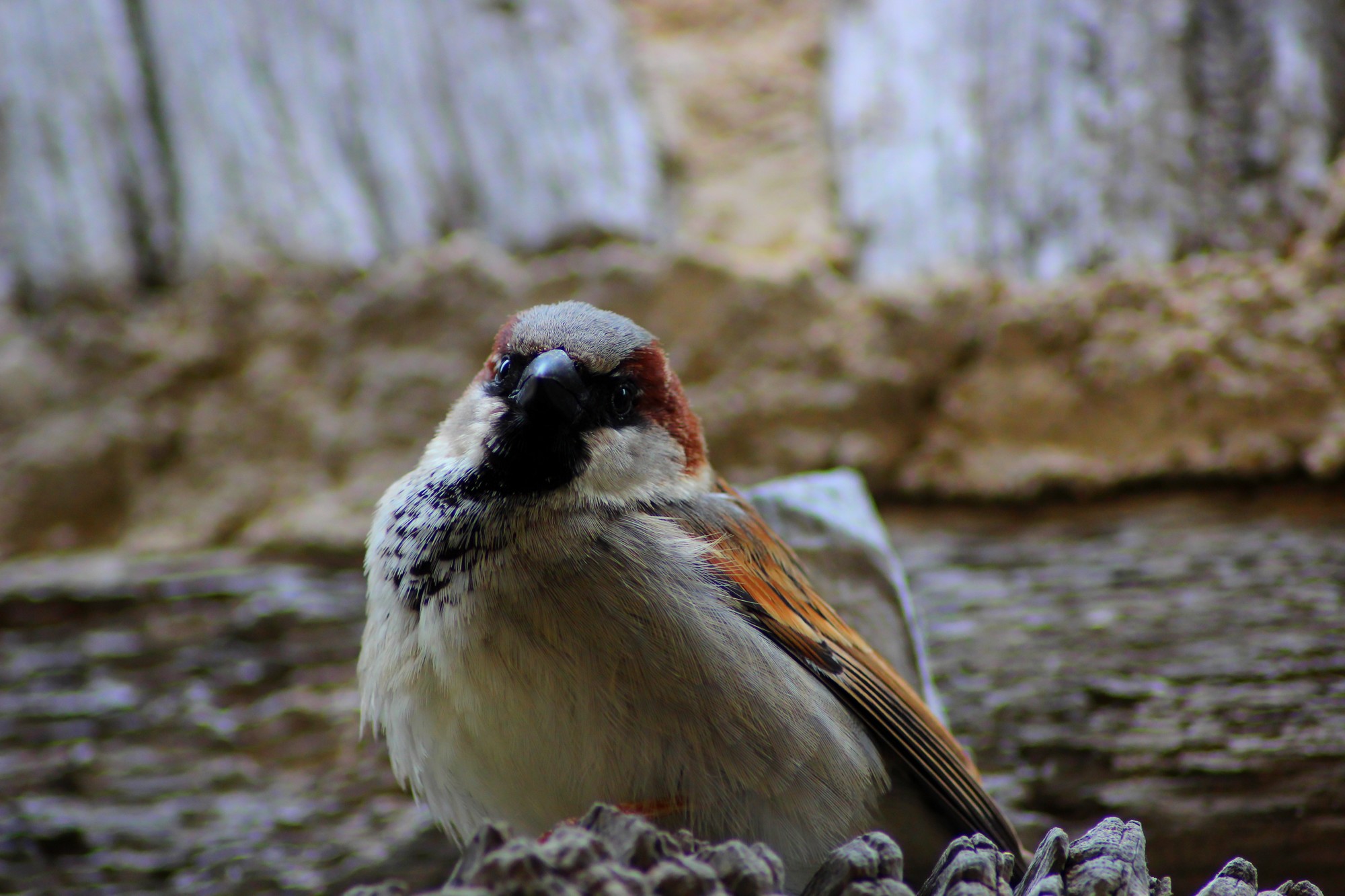 Wallpapers Animals Birds - Sparrows 