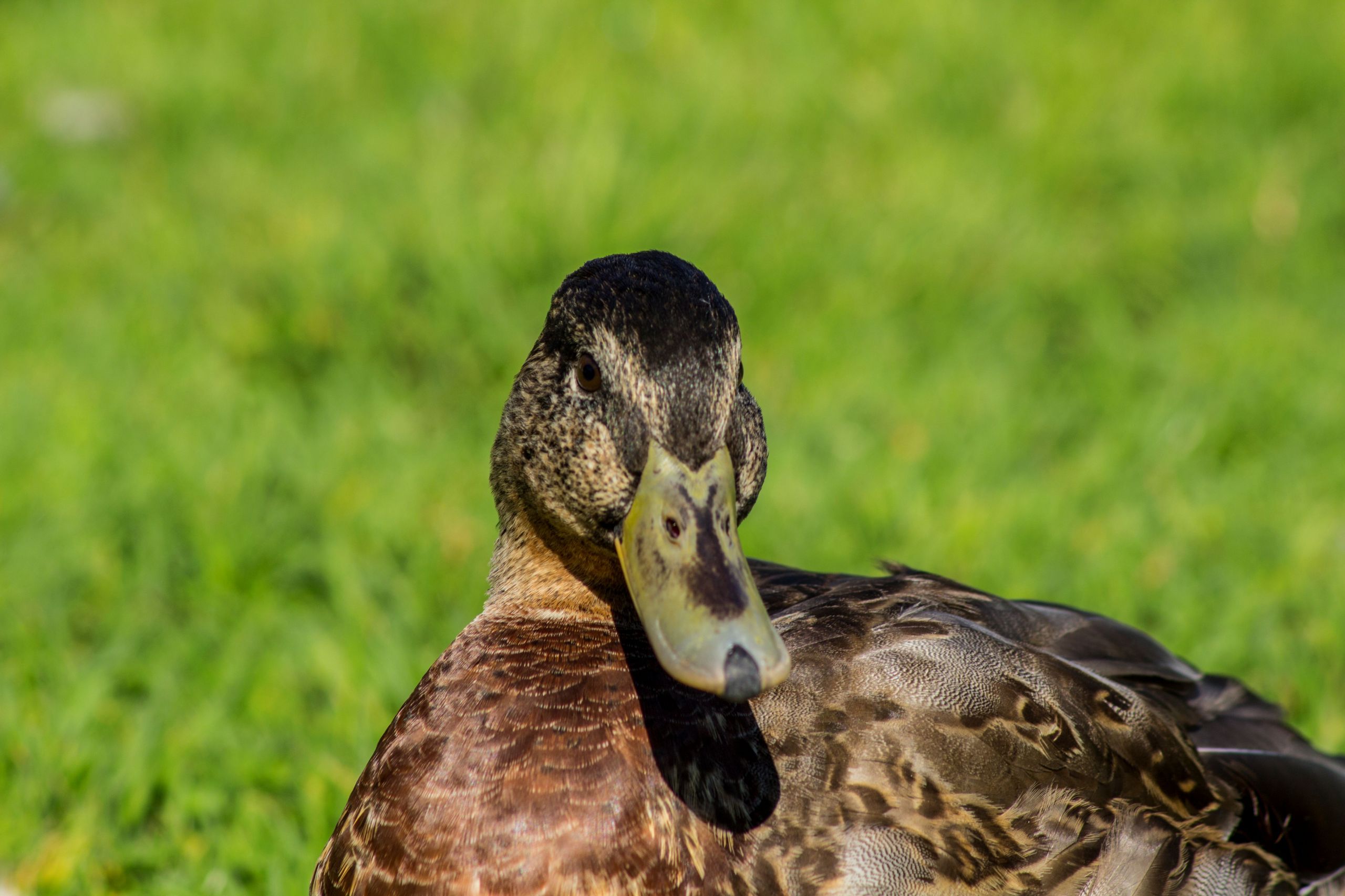 Wallpapers Animals Birds - Ducks 