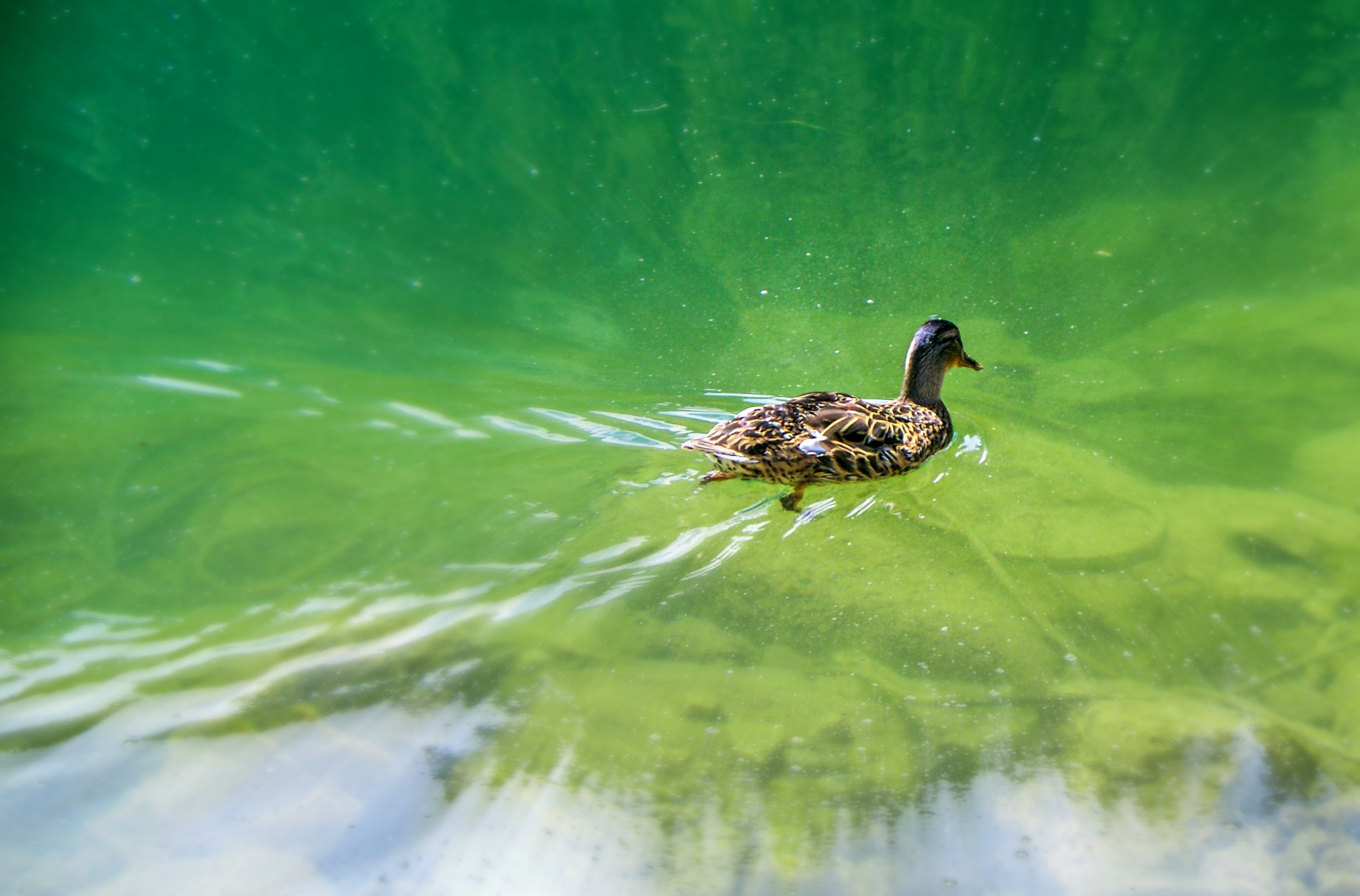 Fonds d'cran Animaux Oiseaux - Canards canard