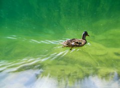  Animaux canard