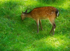  Animaux Image sans titre N374924