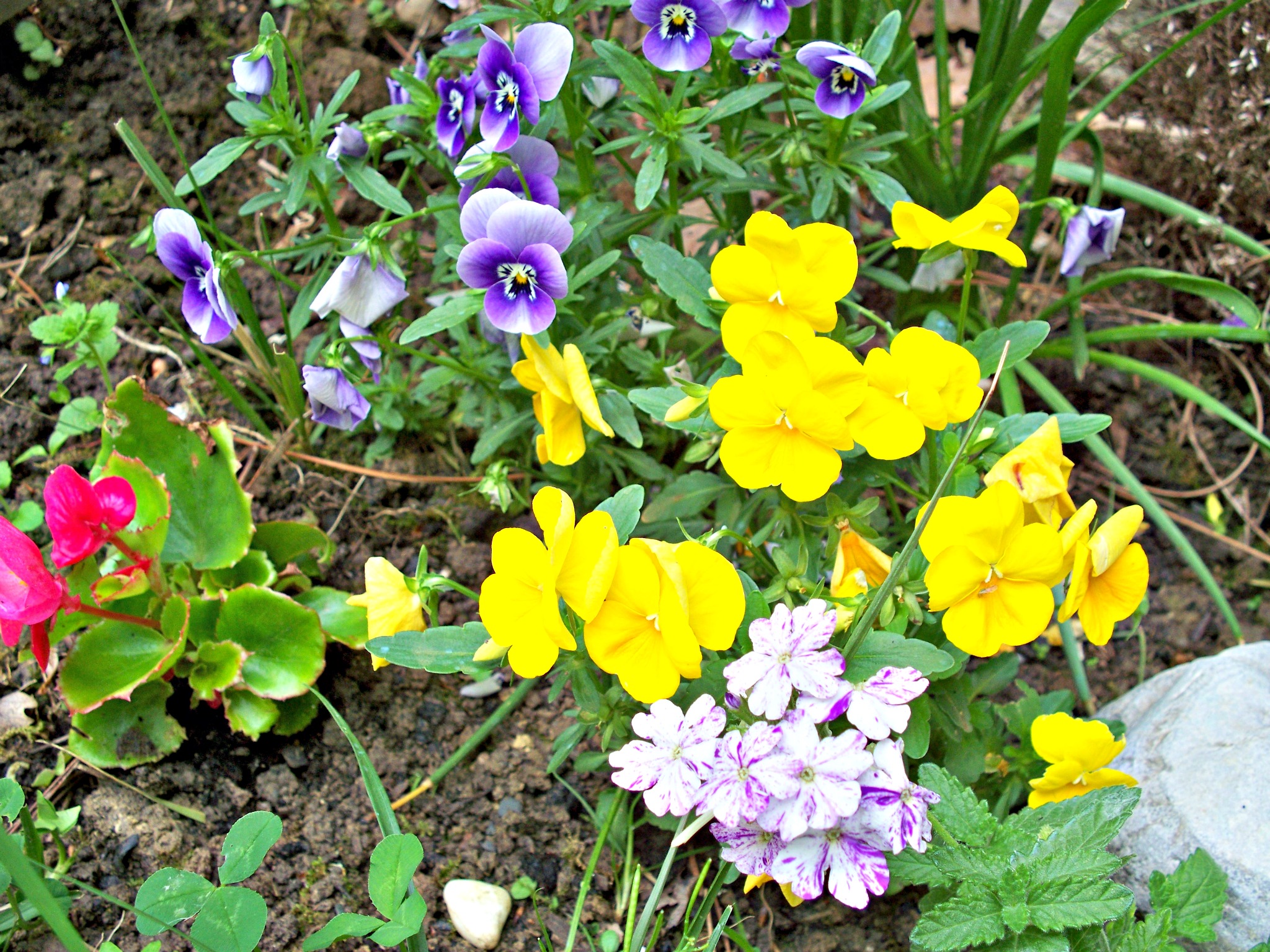 Fonds d'cran Nature Fleurs 