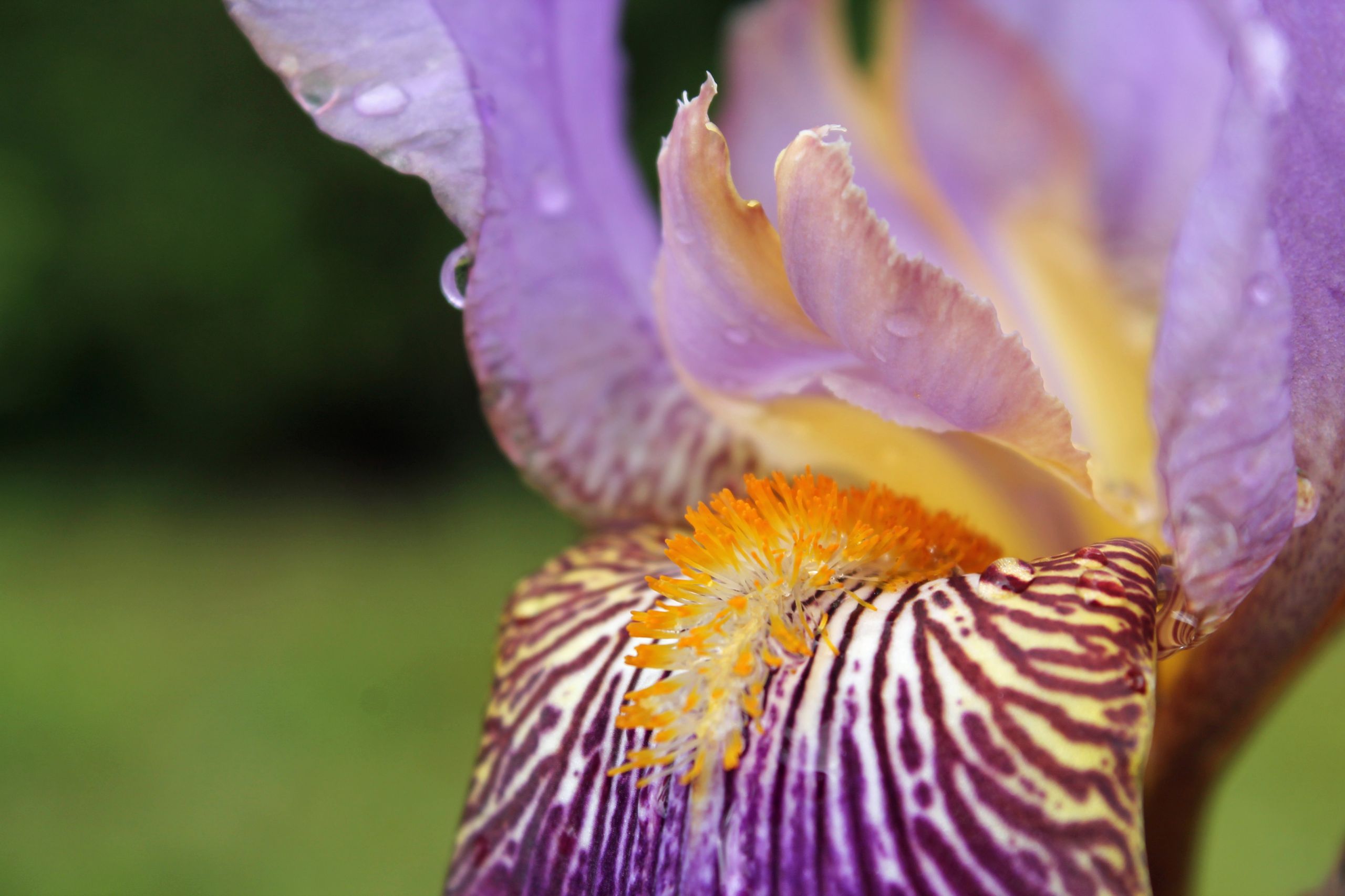 Wallpapers Nature Flowers iris des jardins