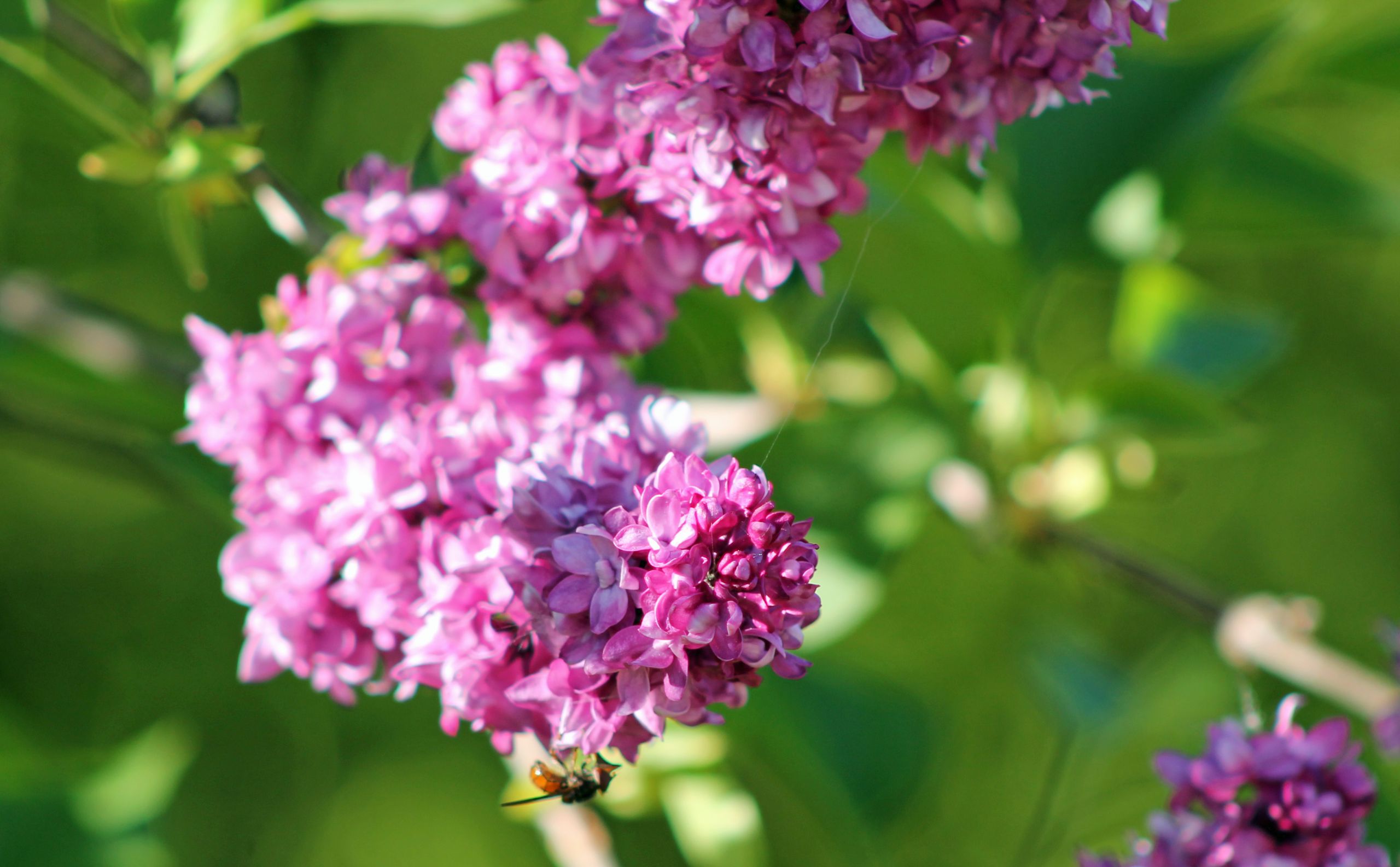 Wallpapers Nature Flowers printemps