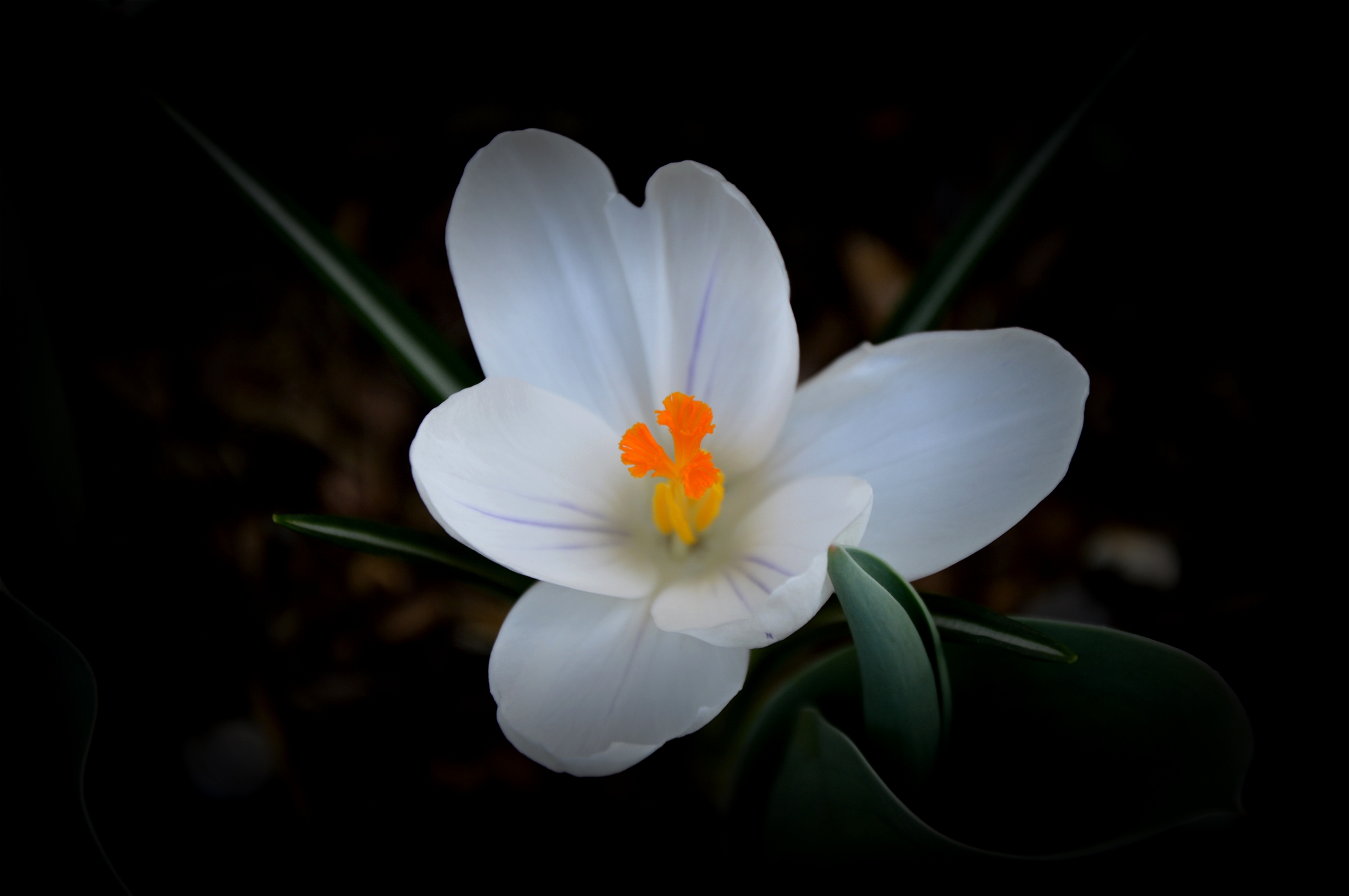 Fonds d'cran Nature Fleurs 