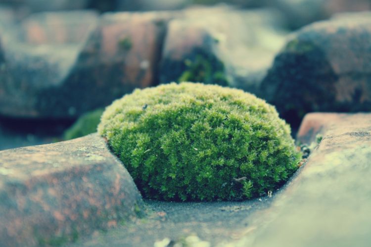 Wallpapers Nature Moss - Lichens voyage dans le lot