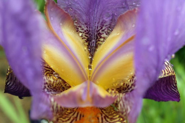 Wallpapers Nature Flowers iris des jardins