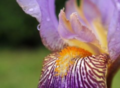  Nature iris des jardins