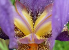  Nature iris des jardins