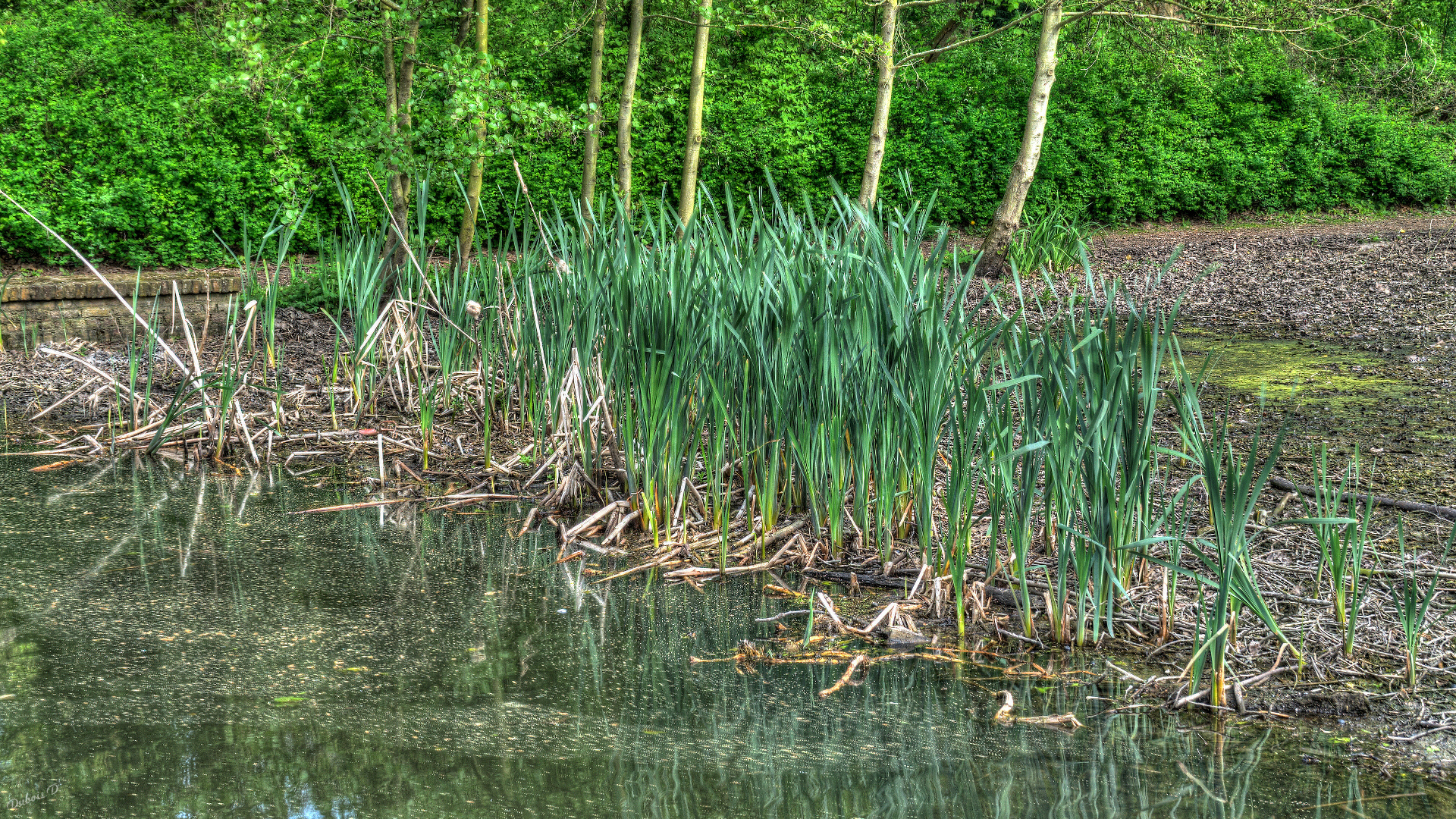 Fonds d'cran Nature Herbes 