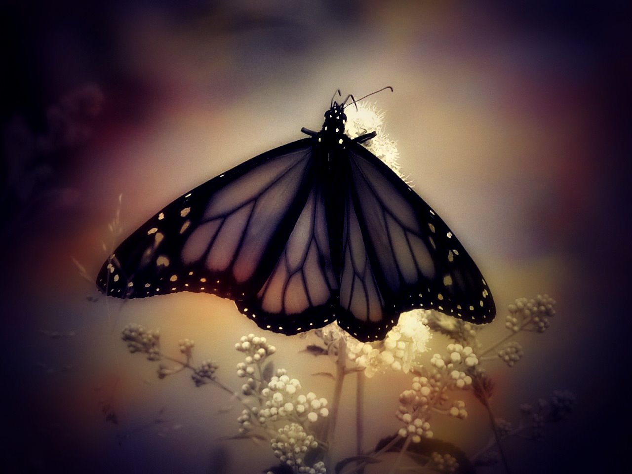 Wallpapers Animals Insects - Butterflies 