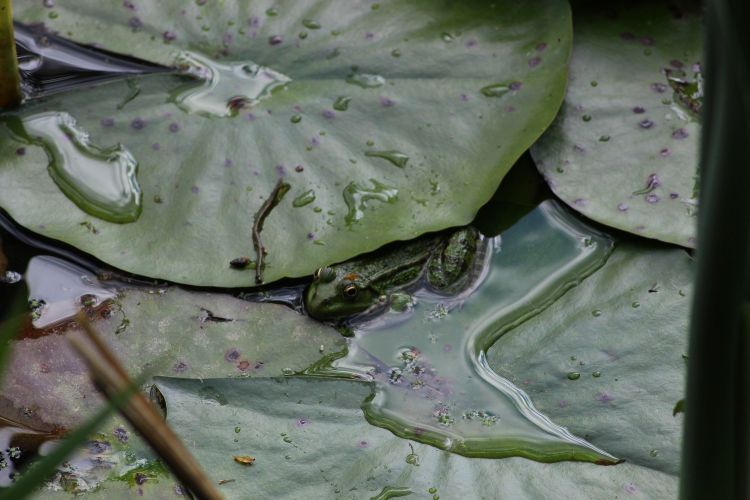 Fonds d'cran Animaux Grenouilles - Crapauds Opration camouflage