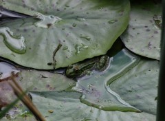  Animaux Opration camouflage