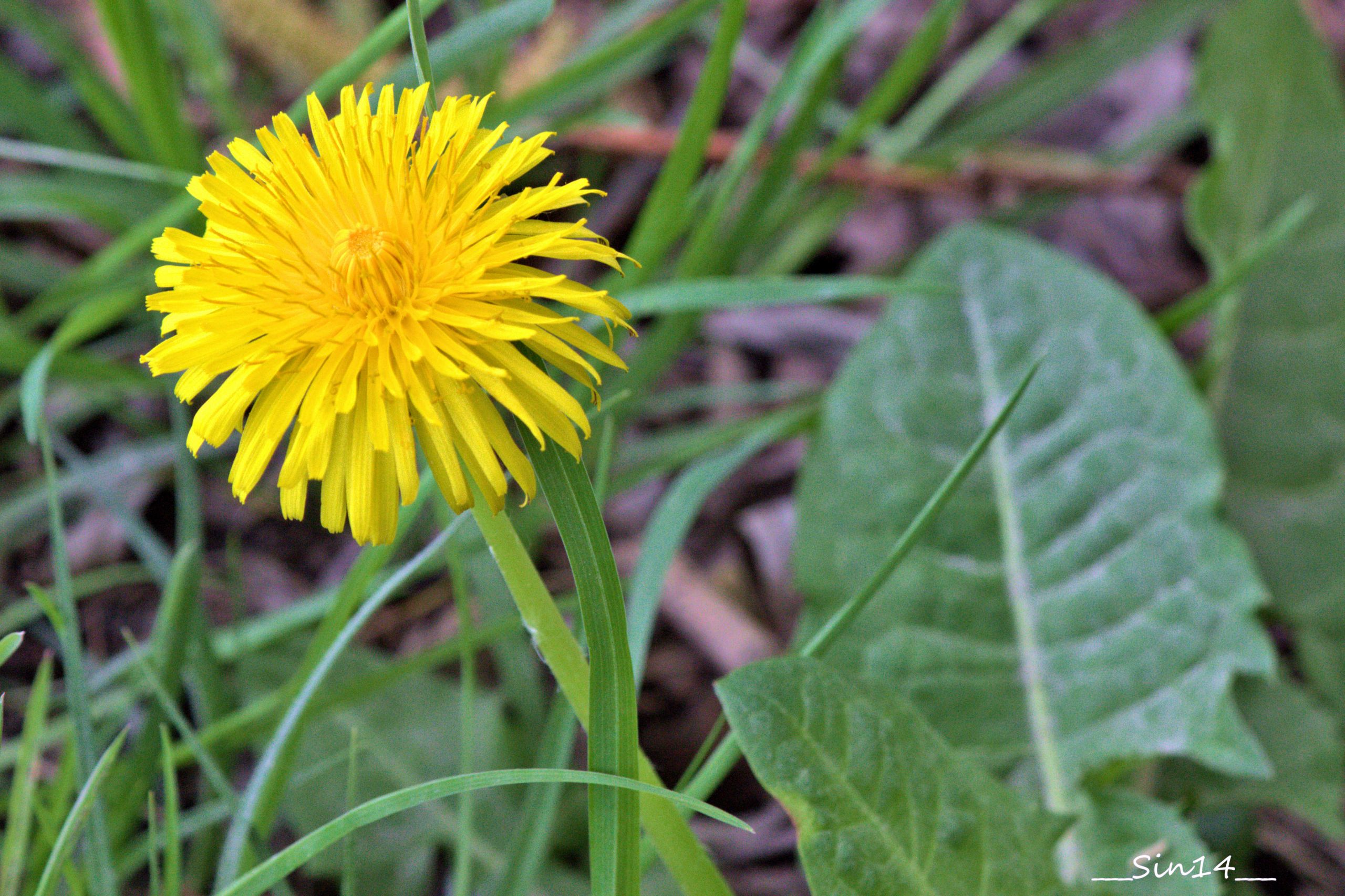 Fonds d'cran Nature Fleurs 