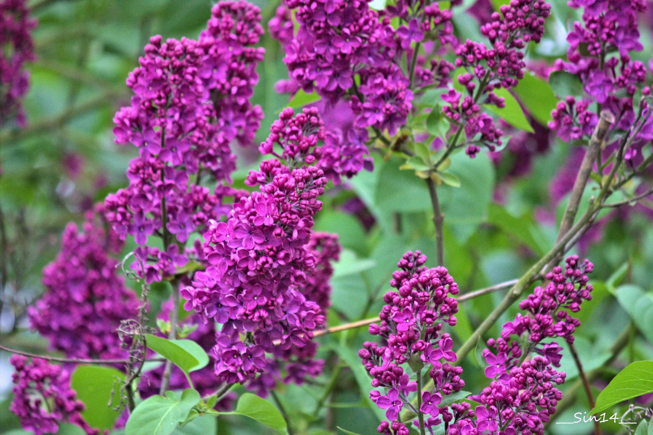 Fonds d'cran Nature Fleurs 