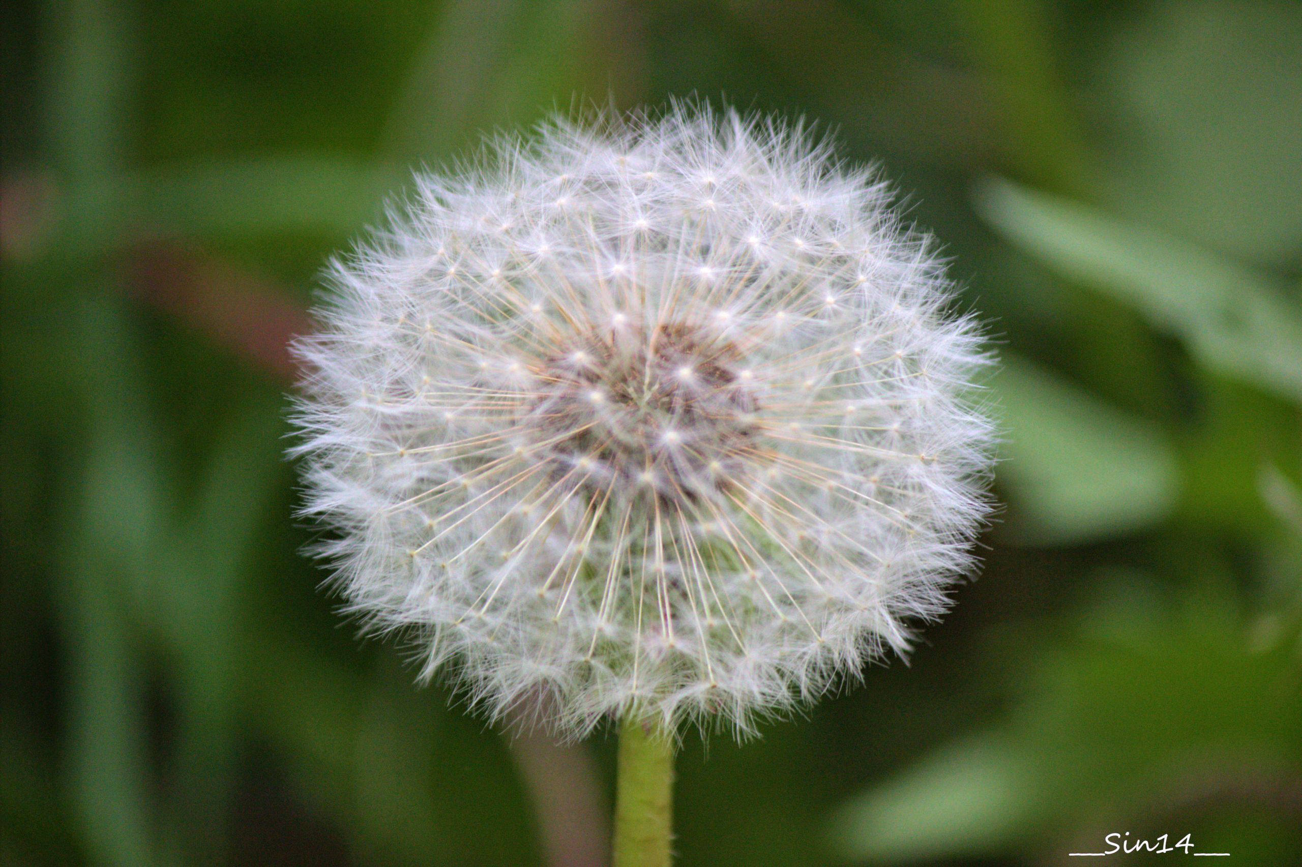 Fonds d'cran Nature Fleurs 