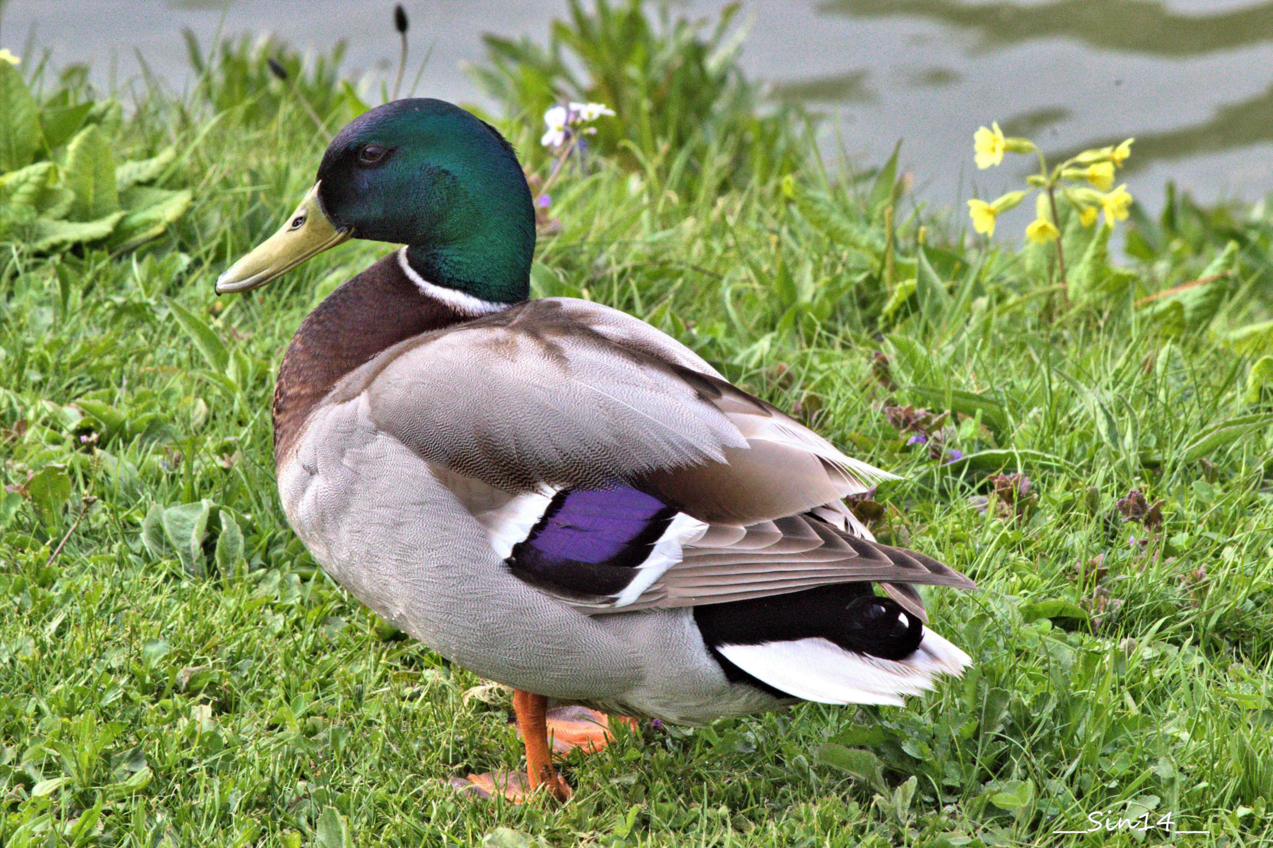 Wallpapers Animals Birds - Ducks 