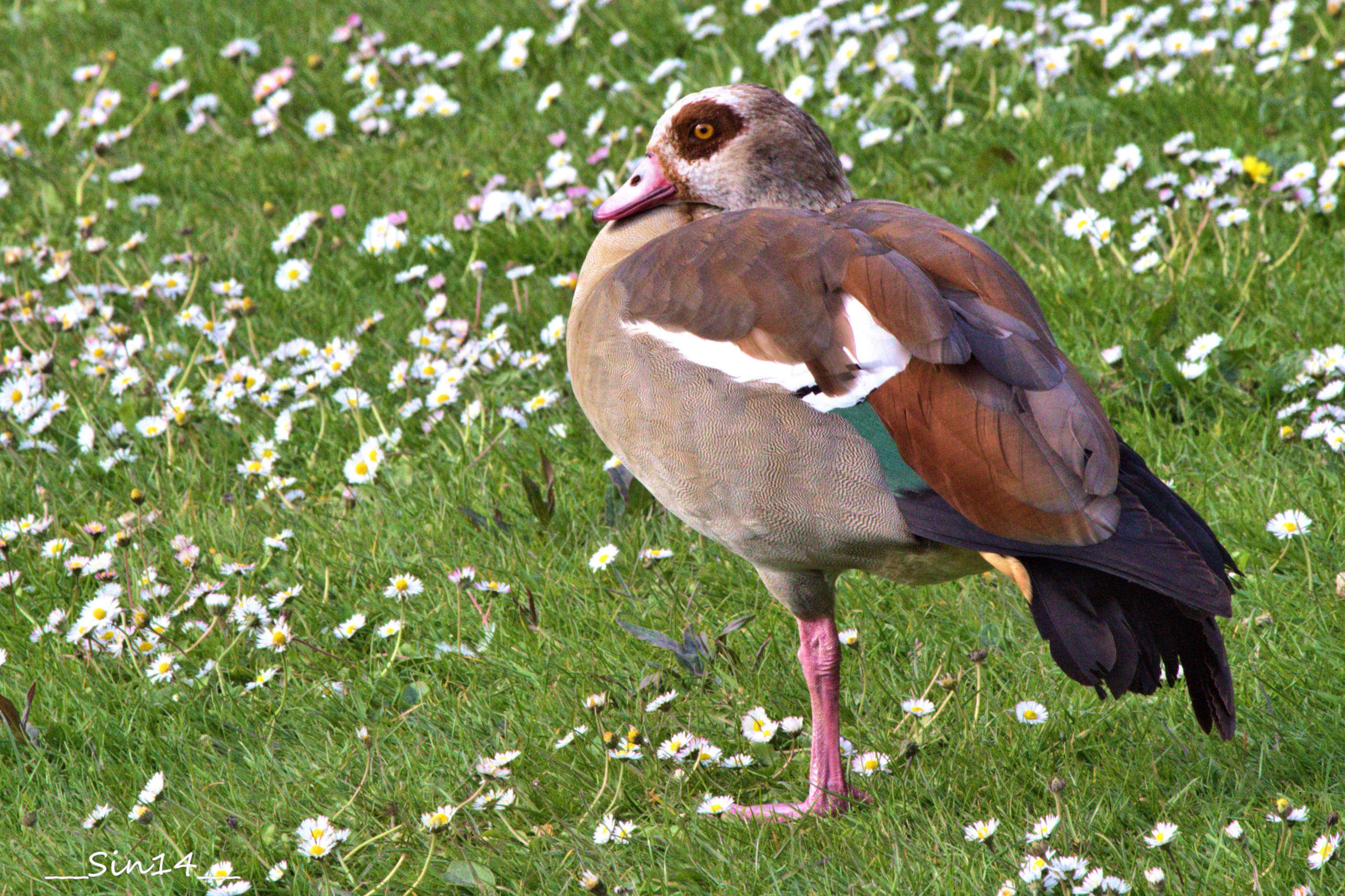 Wallpapers Animals Birds - Ducks 