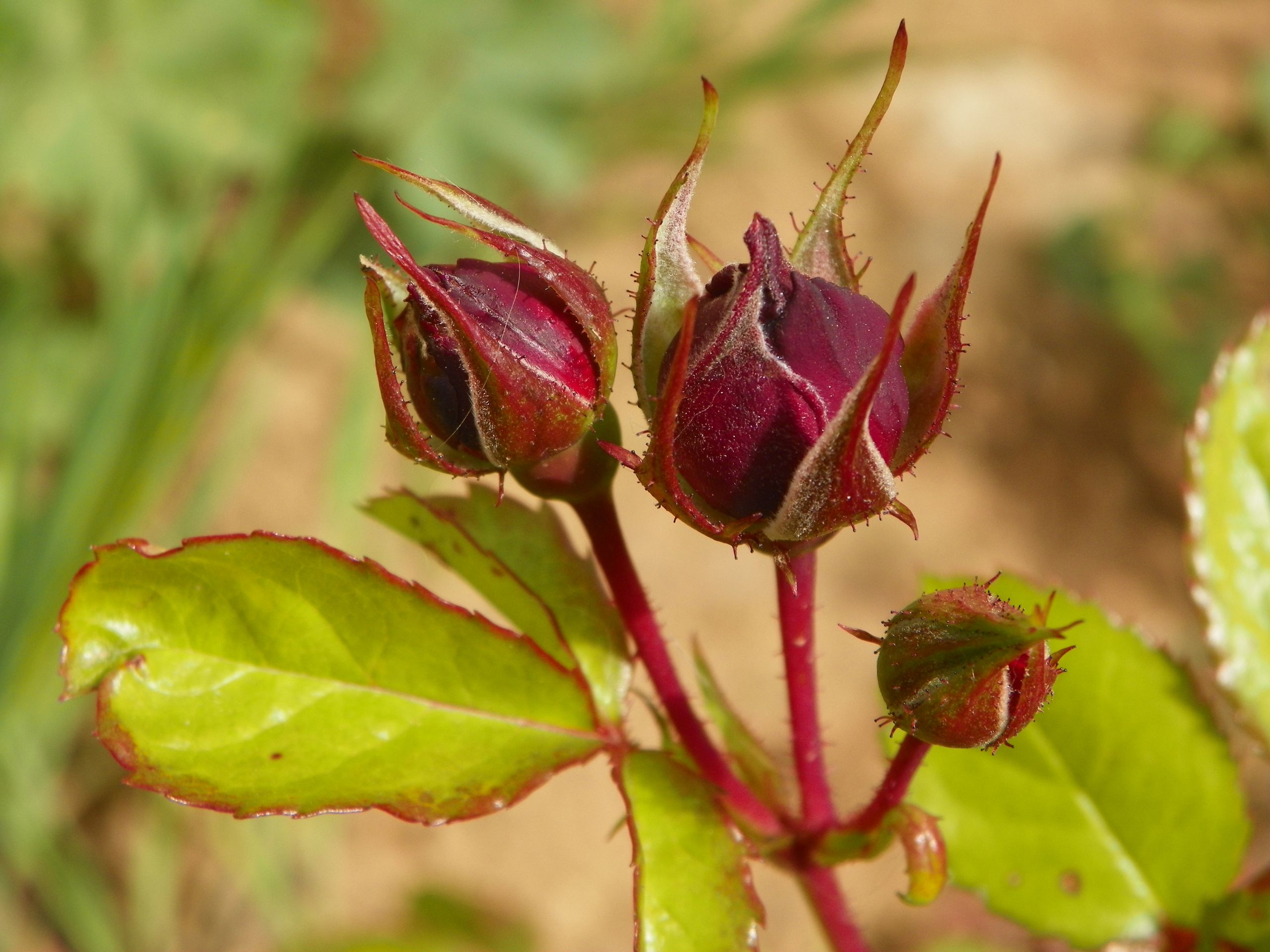 Wallpapers Nature Buds 