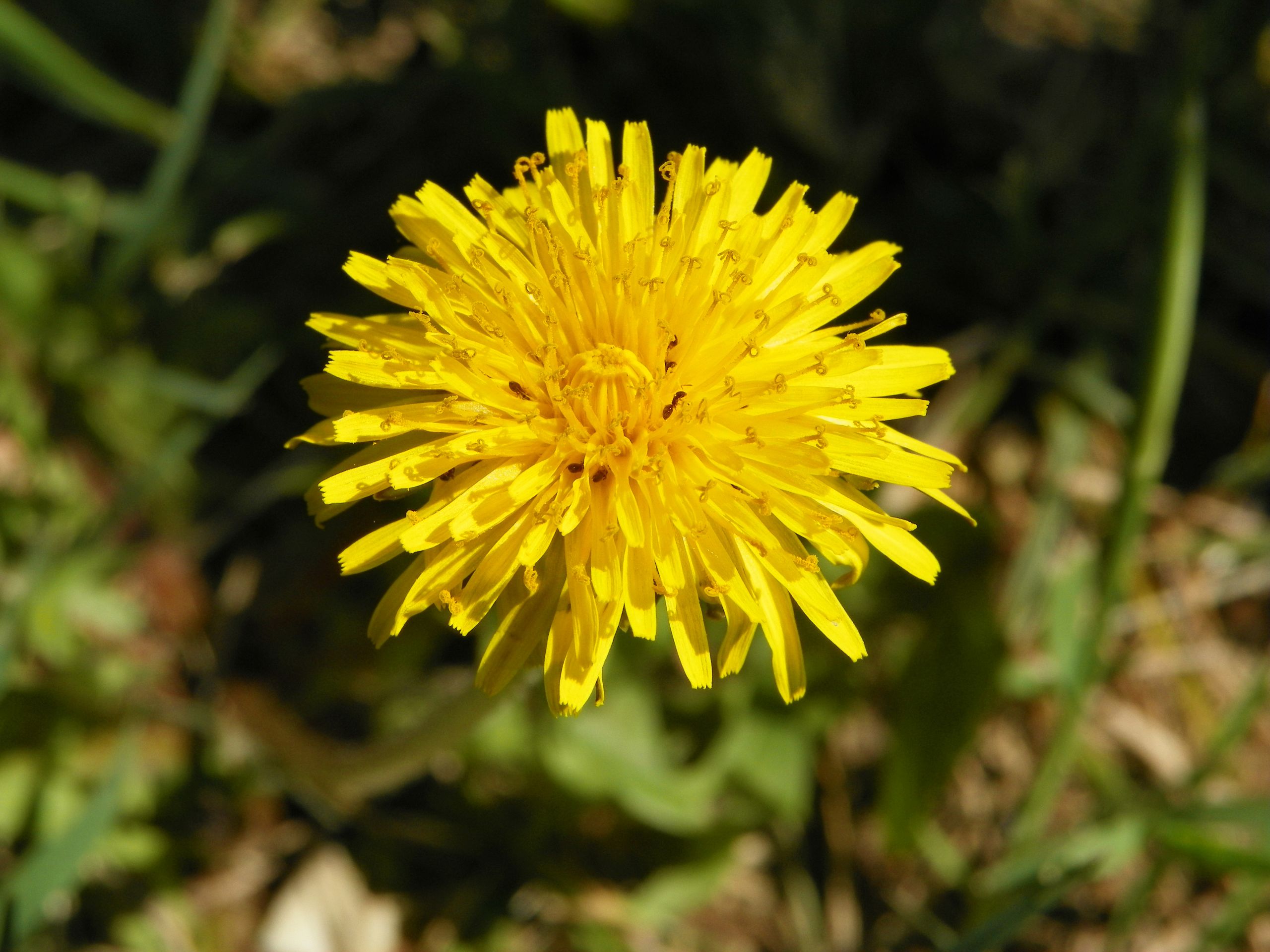 Fonds d'cran Nature Fleurs 