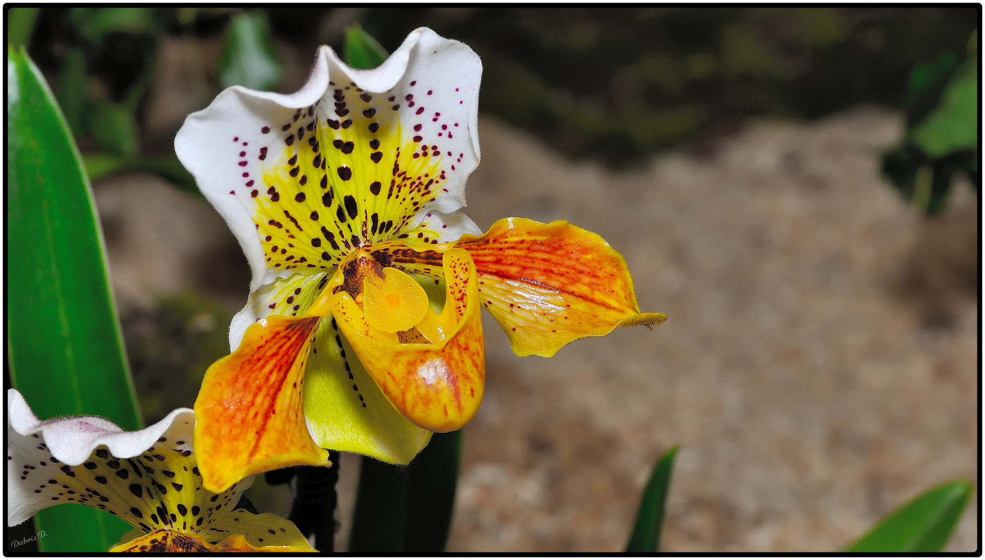 Fonds d'cran Nature Fleurs Orchidée-1