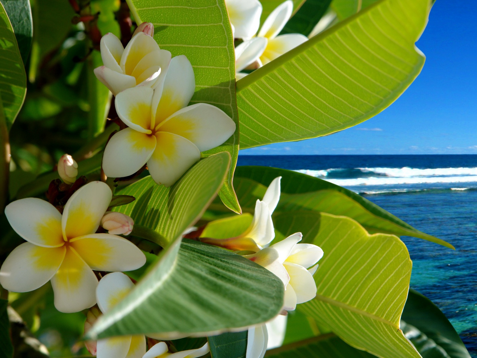 Fonds d'cran Nature Fleurs 