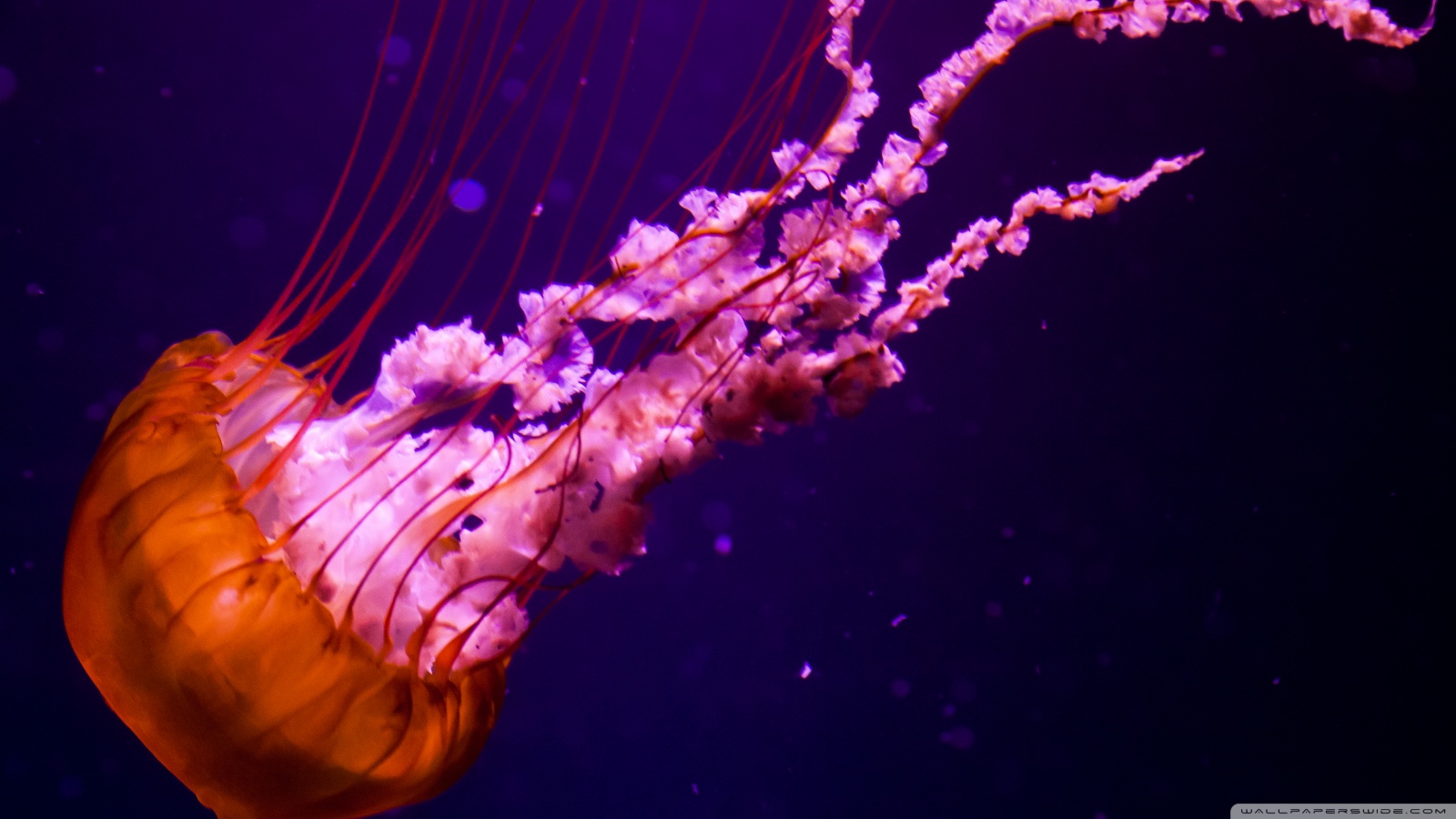 Wallpapers Animals Sealife - Jellyfish 