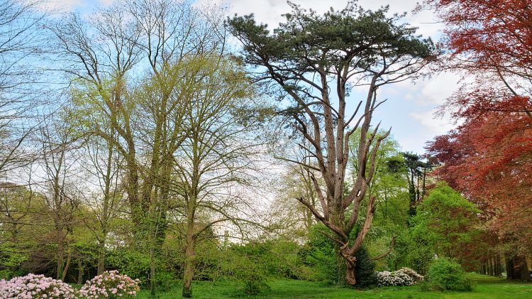 Fonds d'cran Nature Arbres - Forts L'arbre tordu