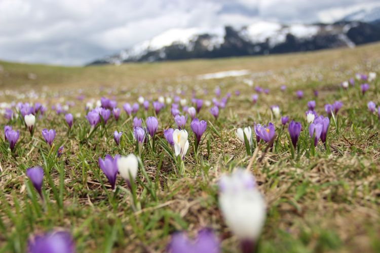 Fonds d'cran Nature Fleurs Fleurs de printemps 