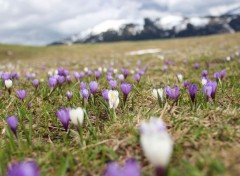  Nature Fleurs de printemps 