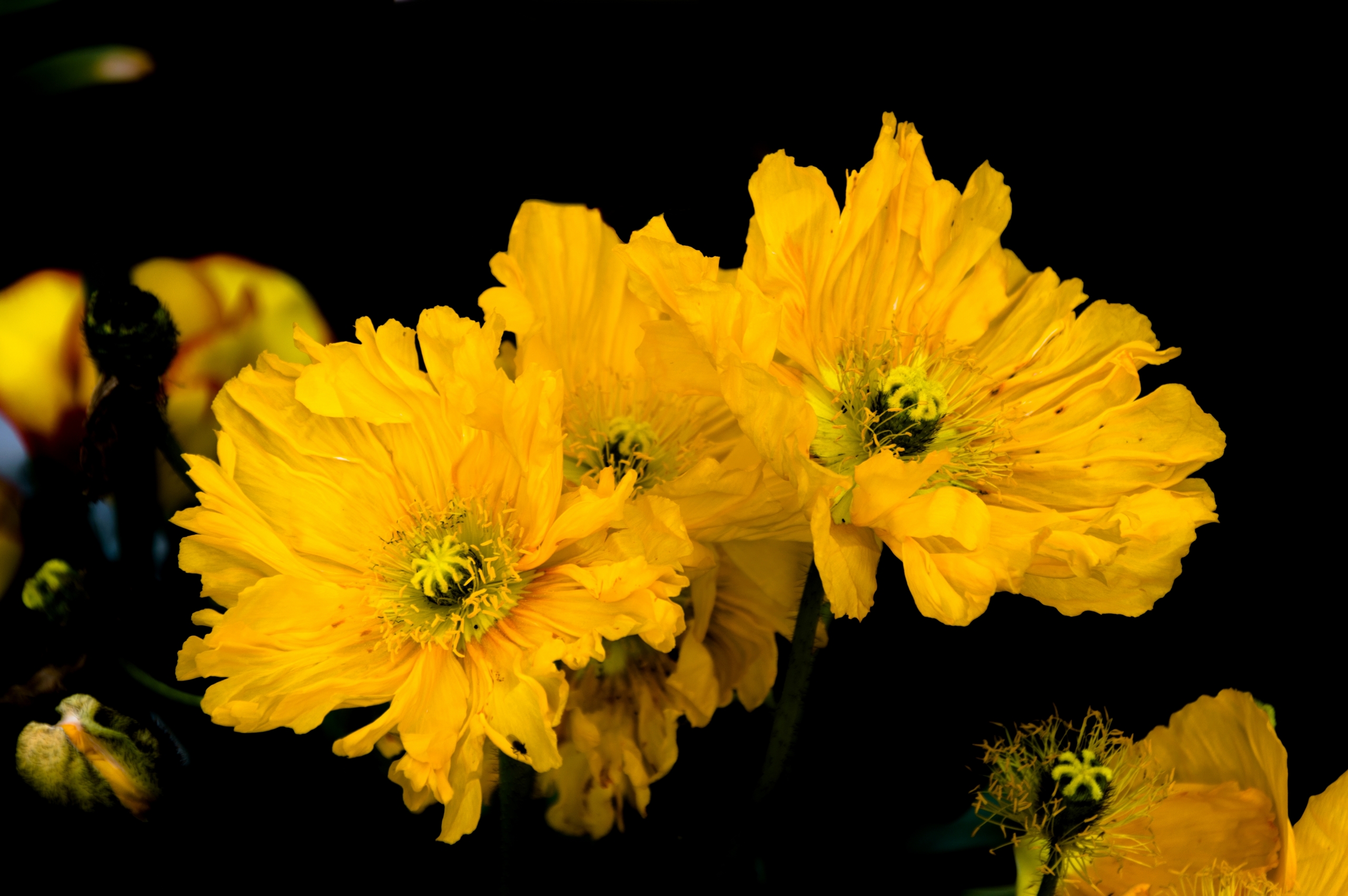 Fonds d'cran Nature Fleurs 