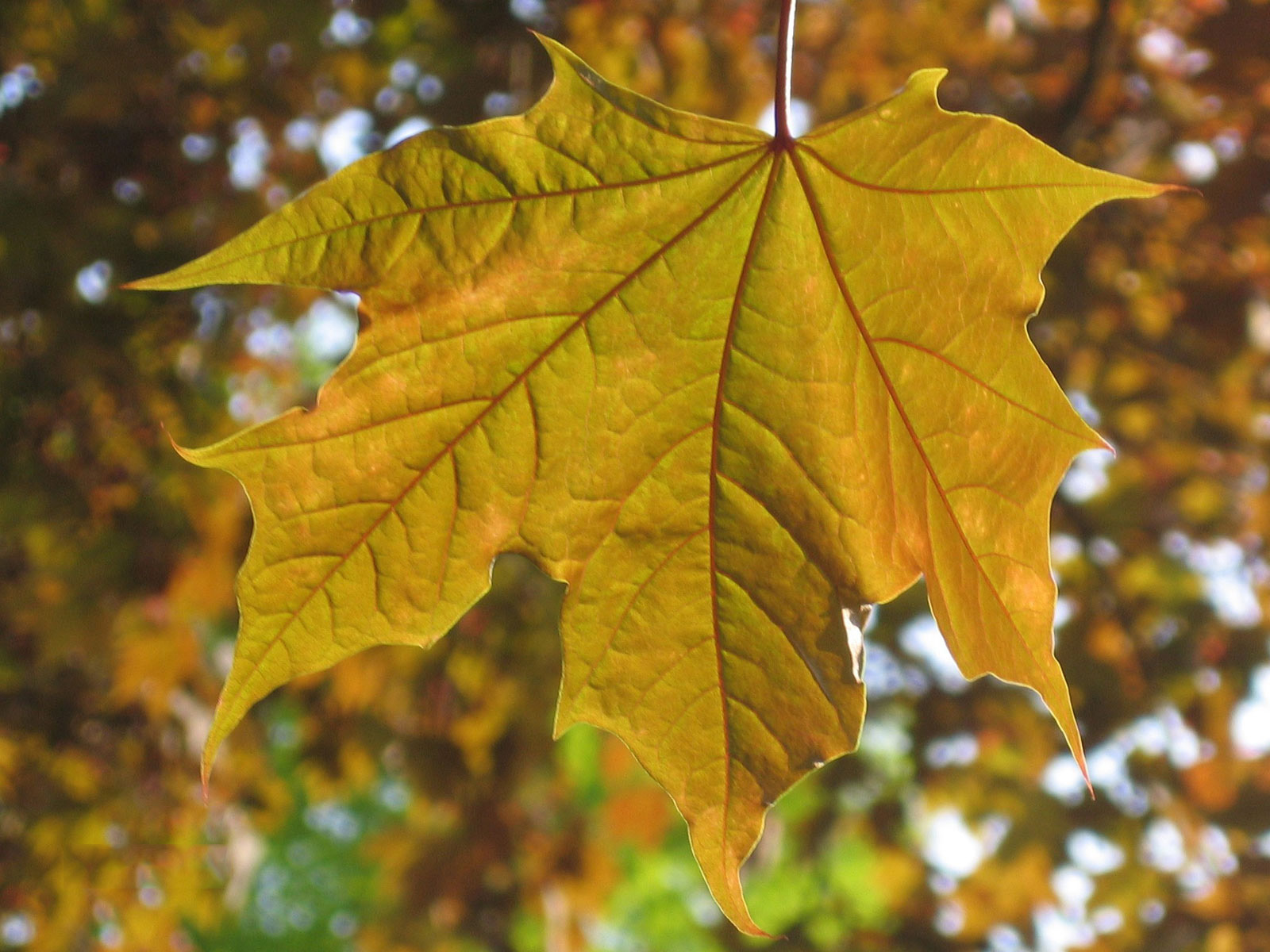 Fonds d'cran Nature Feuilles - Feuillages 