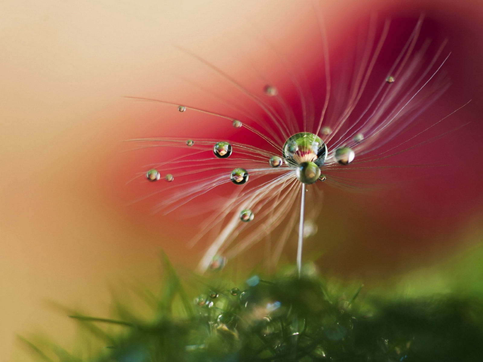 Fonds d'cran Nature Fleurs 