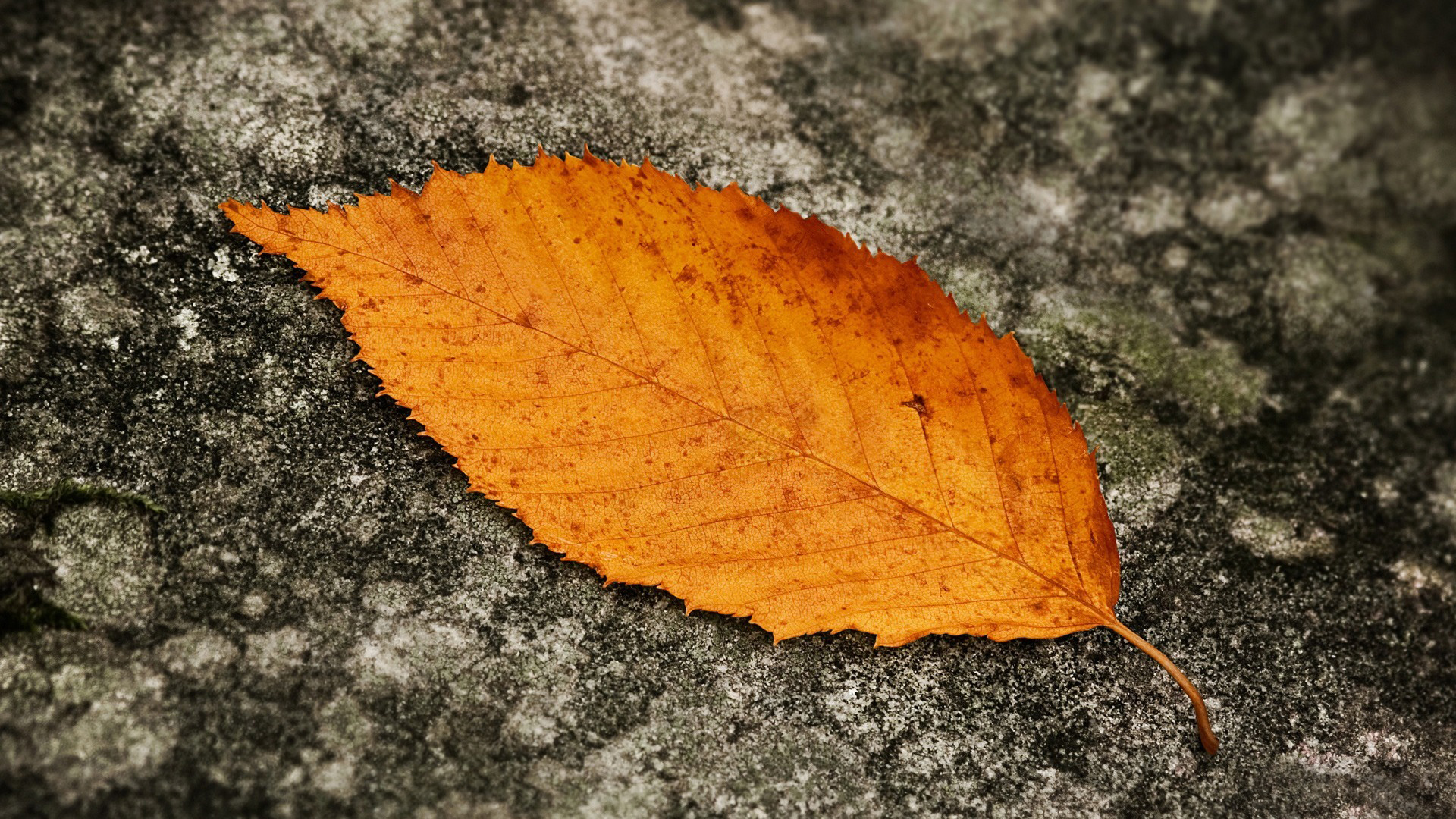 Fonds d'cran Nature Feuilles - Feuillages 