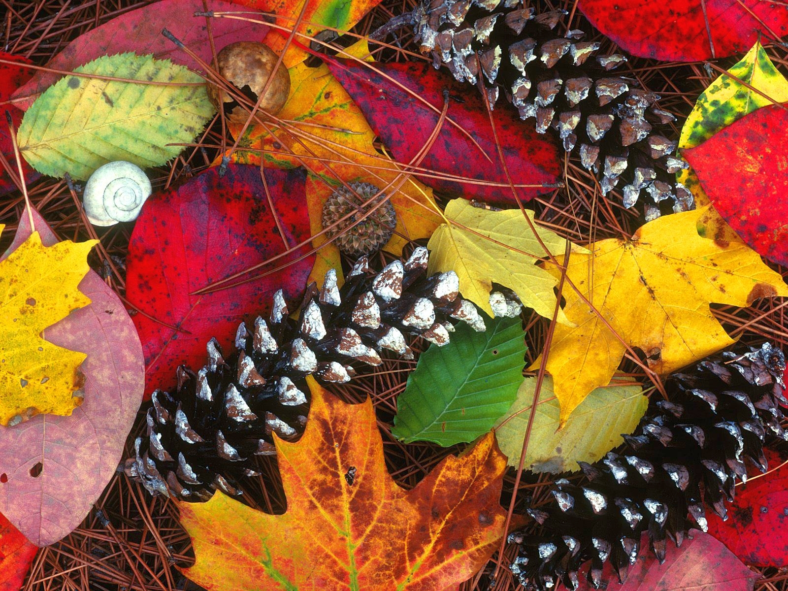 Fonds d'cran Nature Feuilles - Feuillages 