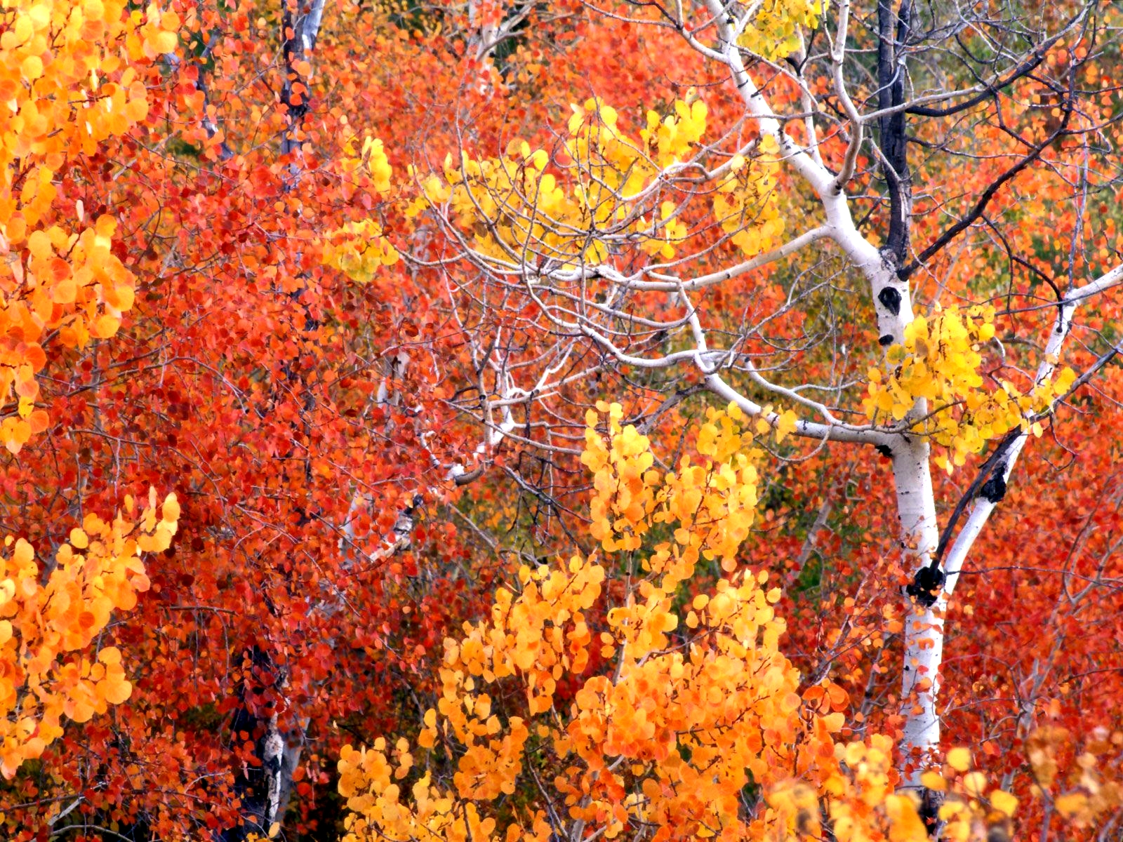 Fonds d'cran Nature Arbres - Forts 