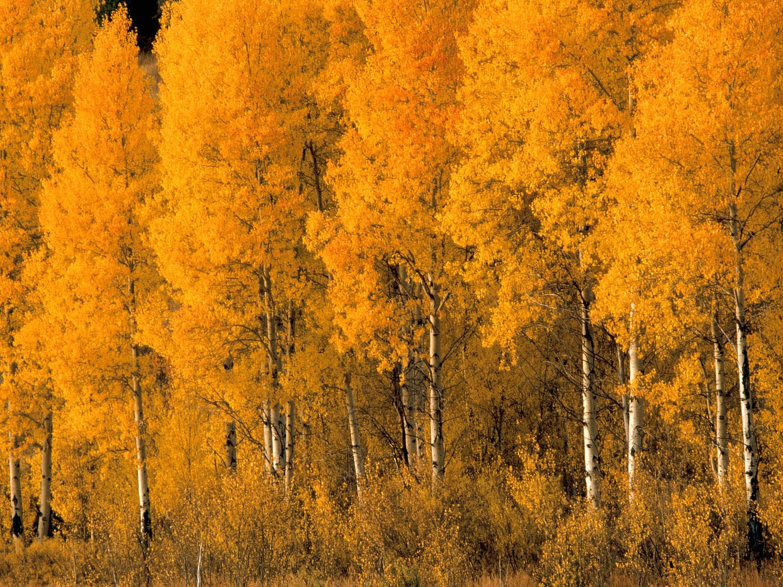 Fonds d'cran Nature Arbres - Forts 