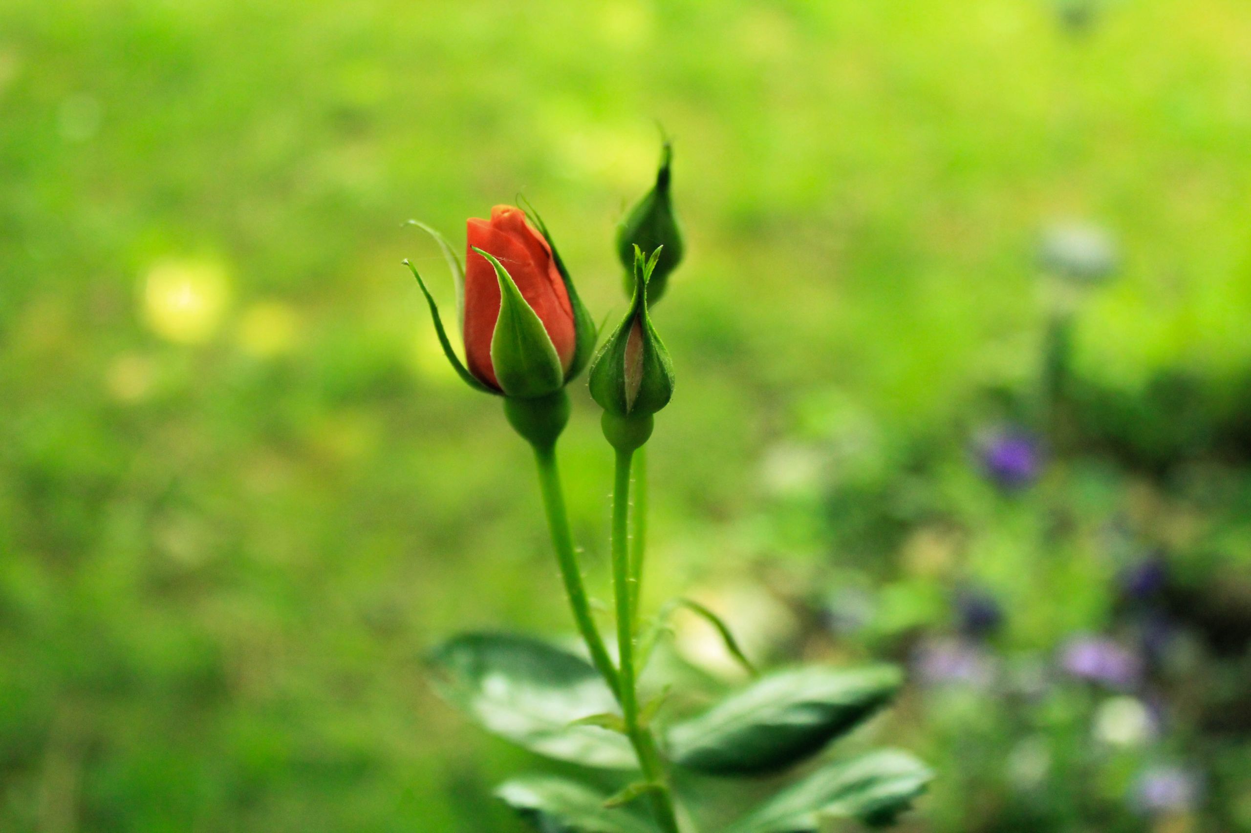 Fonds d'cran Nature Fleurs rose