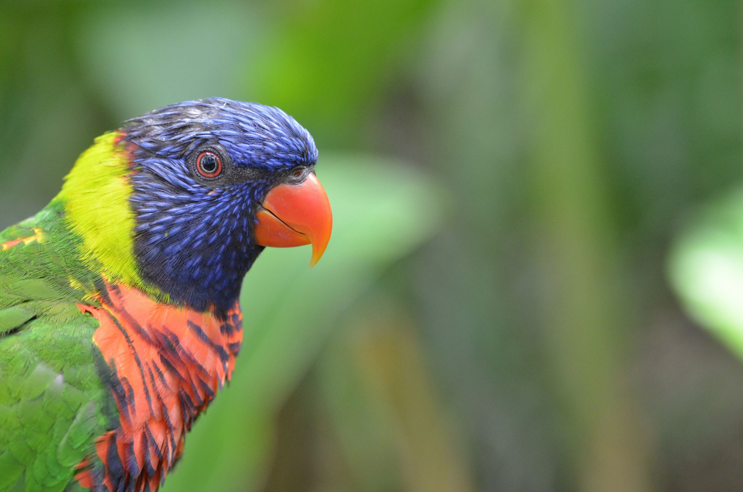 Fonds d'cran Animaux Oiseaux - Perroquets 