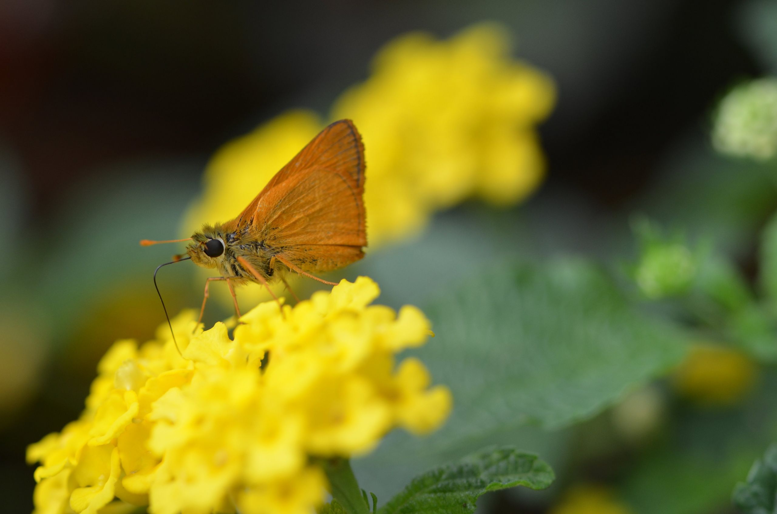 Fonds d'cran Animaux Insectes - Papillons 