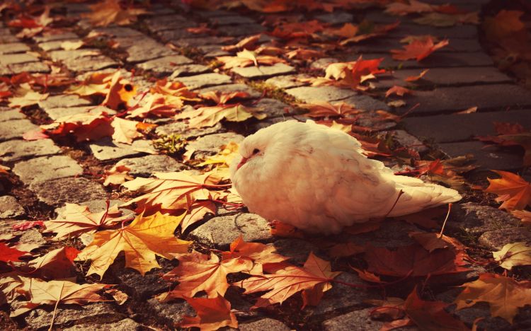 Fonds d'cran Animaux Oiseaux - Pigeons et Tourterelles Wallpaper N375234