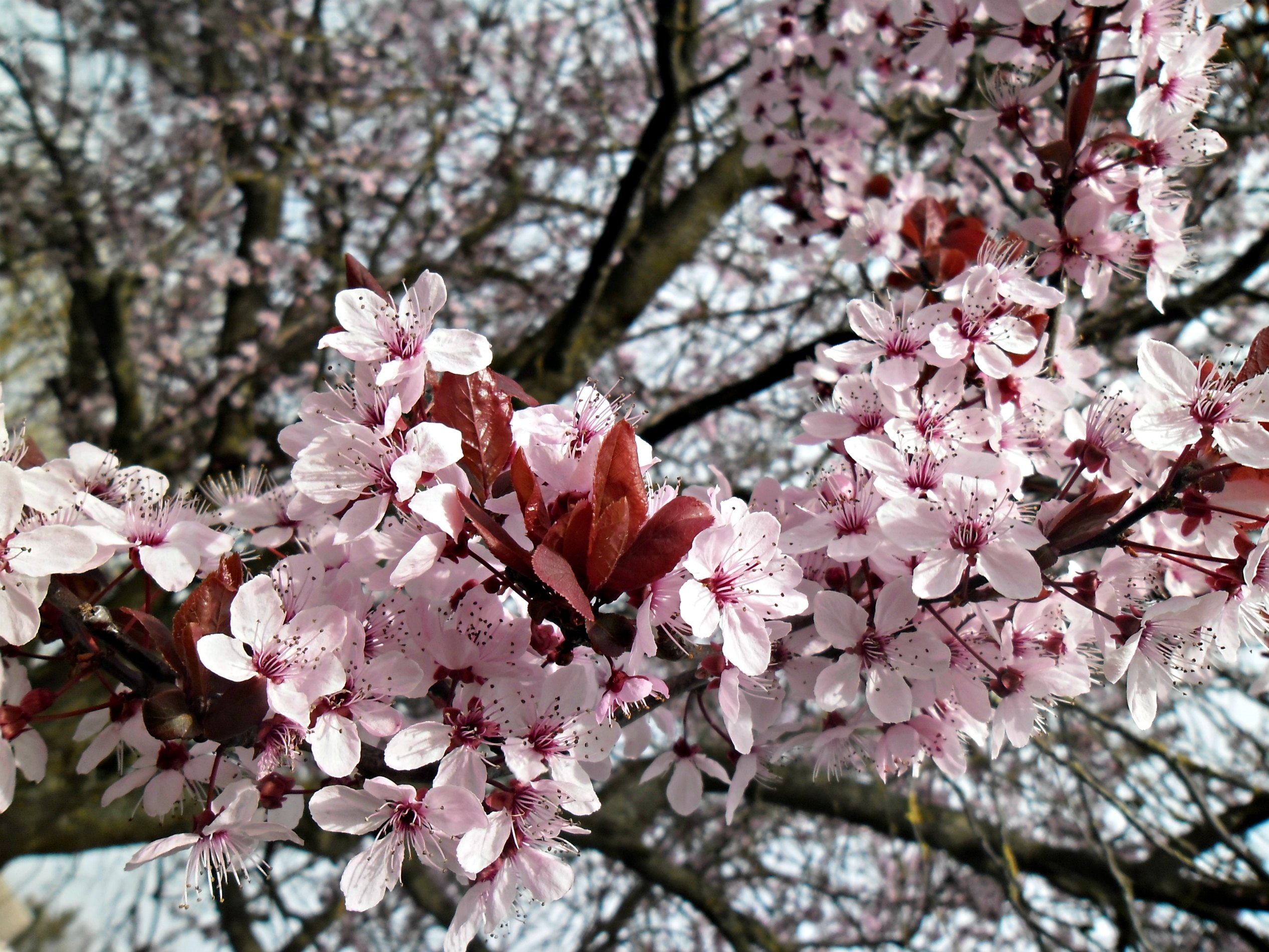 Wallpapers Nature Flowers 