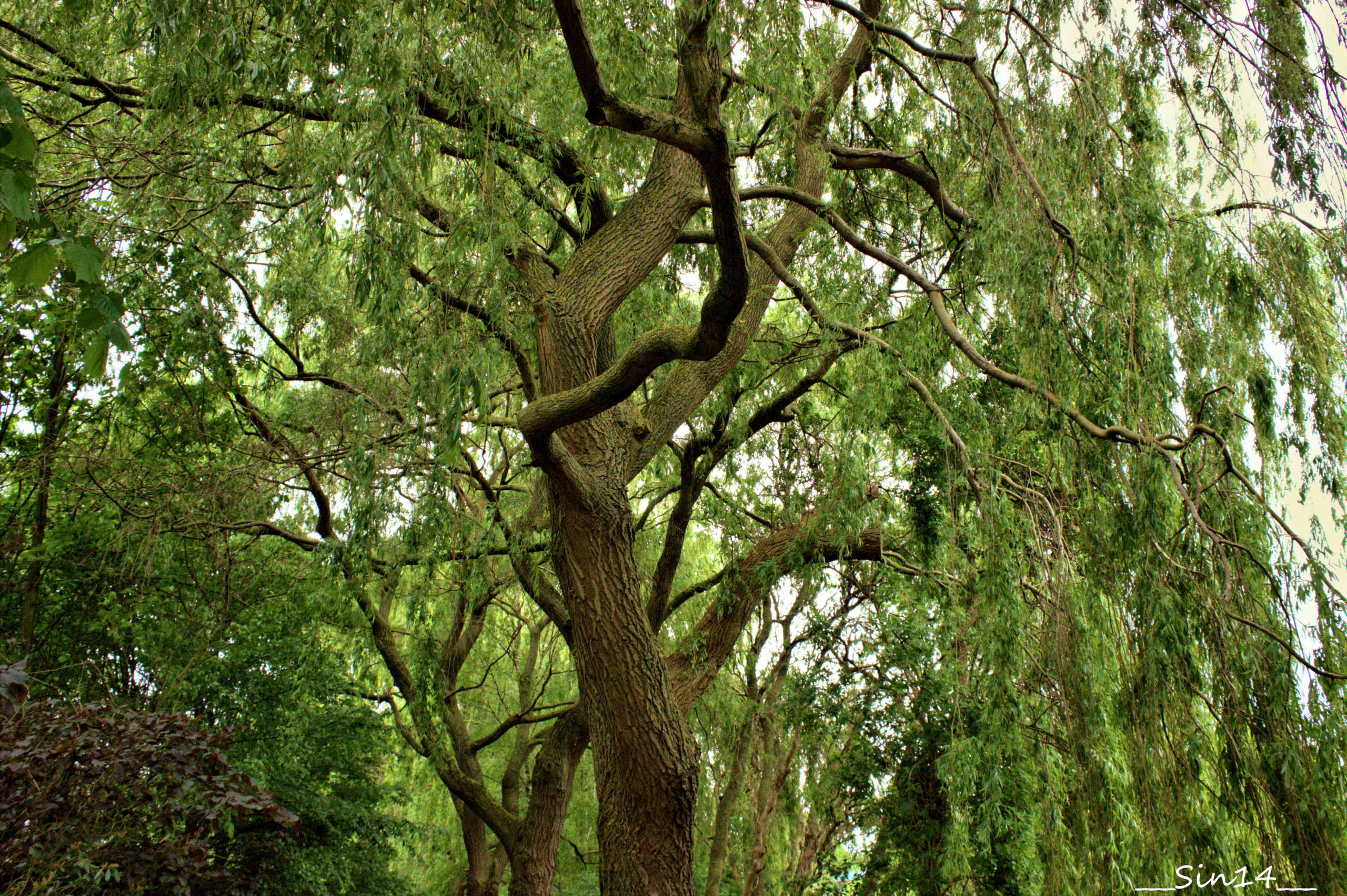 Fonds d'cran Nature Arbres - Forts 