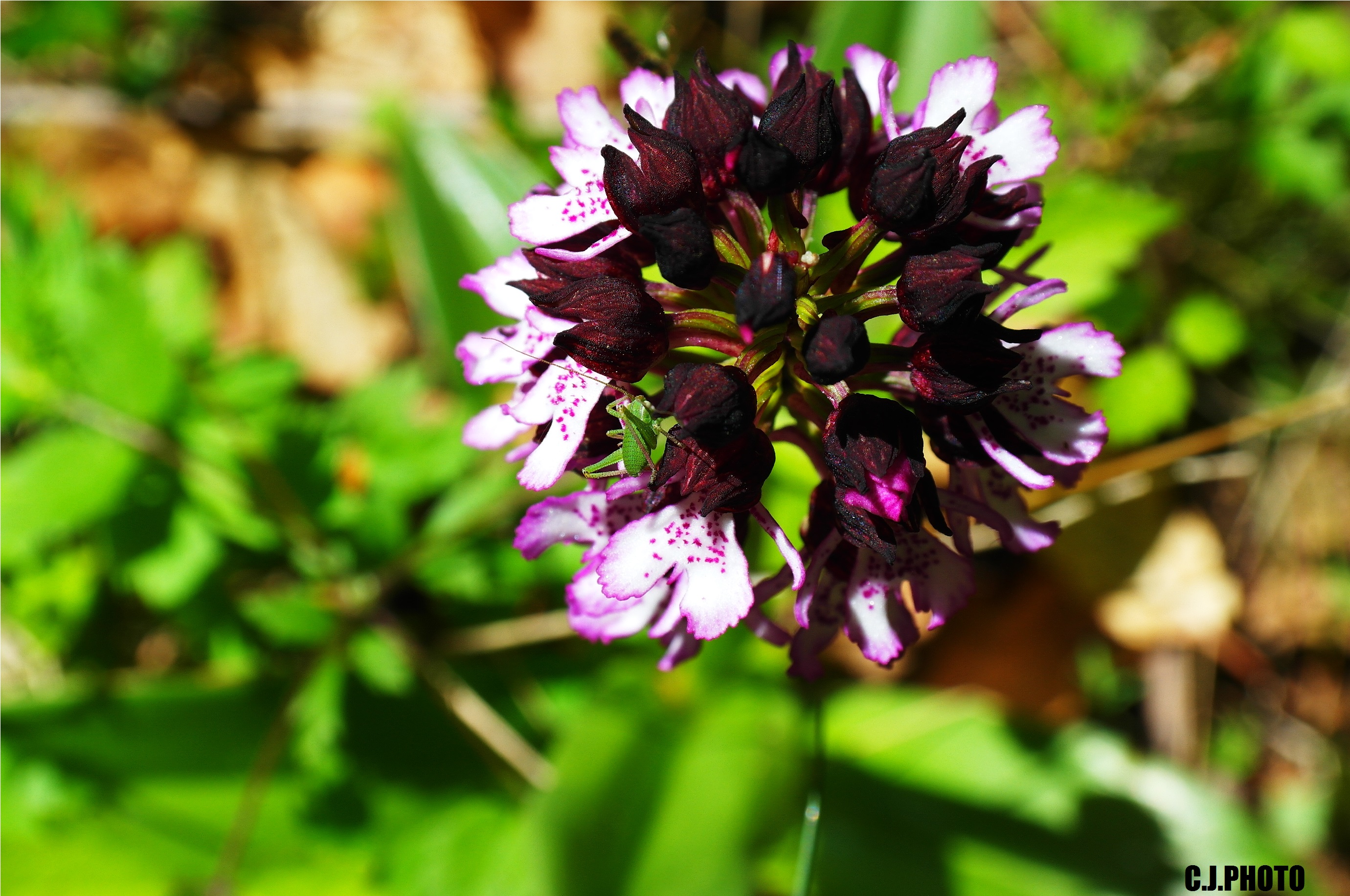 Fonds d'cran Nature Fleurs 