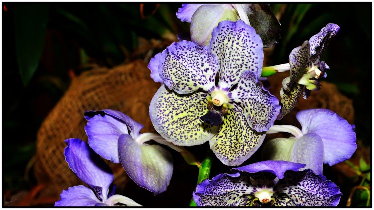 Wallpapers Nature Flowers Orchide-2